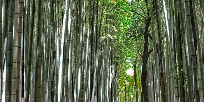 Photo : Une forêt de bambou