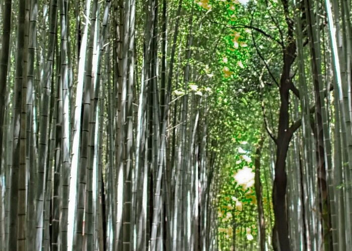 Photo : Une forêt de bambou