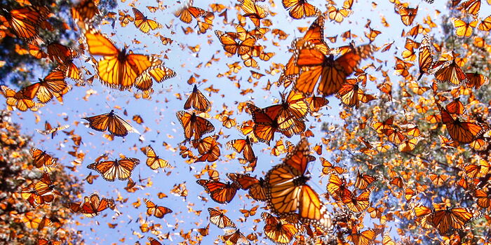 Photo : Une nuée de papillon venant de se transformer