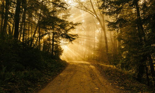Photo : Un chemin en forêt le matin