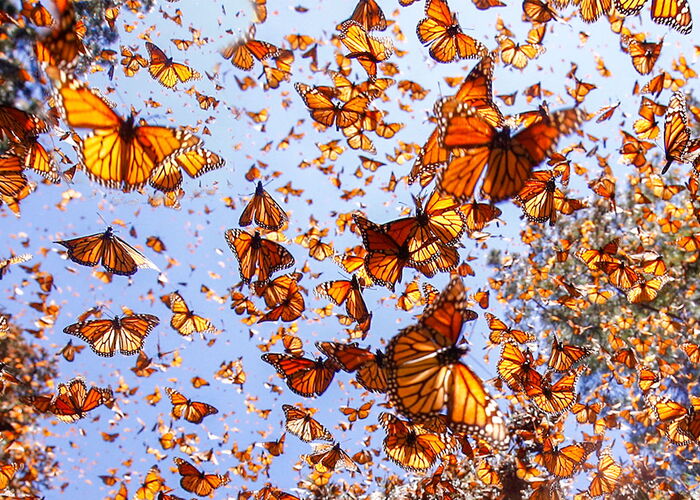 Photo : Une nuée de papillon venant de se transformer