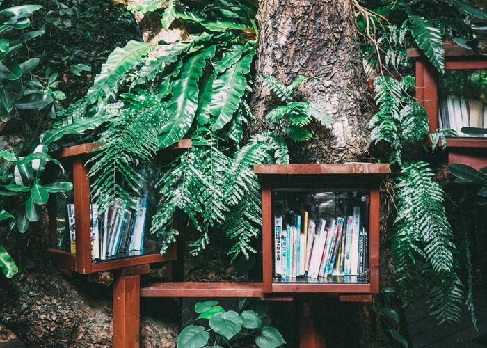 Photo : Une bibliothèque encastrée dans un arbre