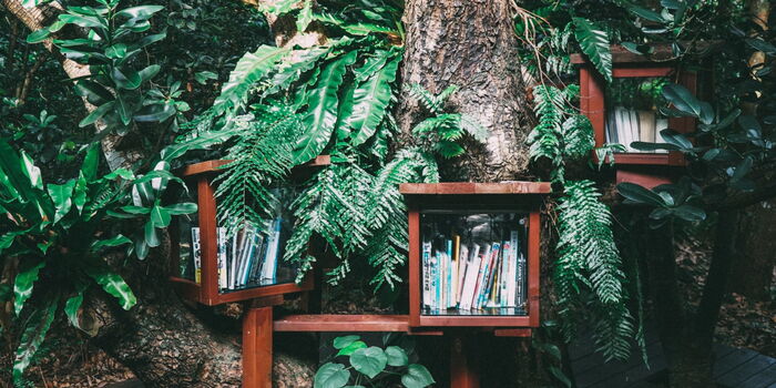 Photo : Une bibliothèque encastrée dans un arbre